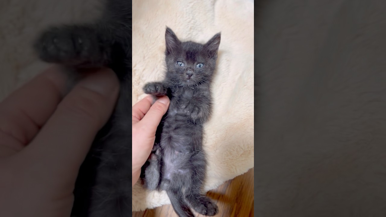 ベリーの成長日記〜息子が捨て猫を連れて帰ってきてから#保護猫#黒猫#ネコ #子猫 #cat #ねこ #ねこのいる生活