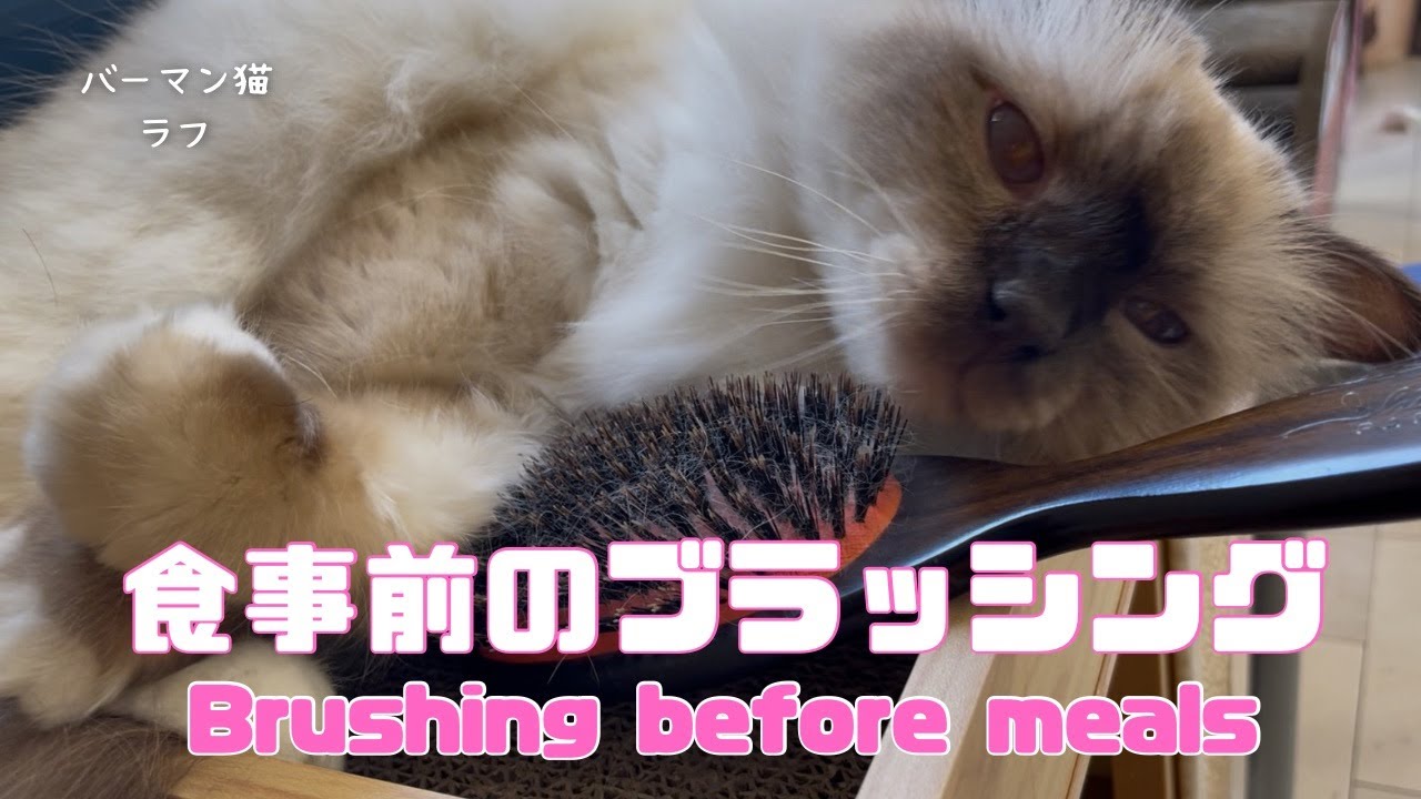 バーマン猫ラフ【食事前のブラッシング】Brushing before meals（バーマン猫）Birman/Cat