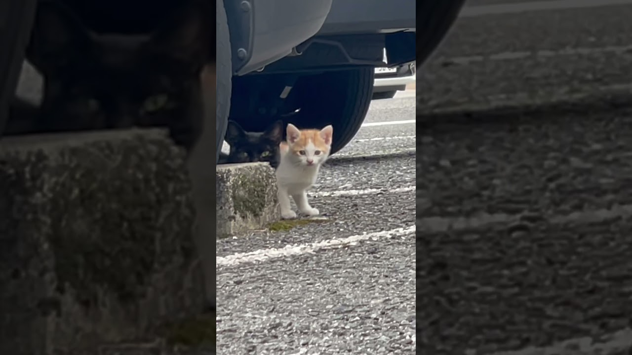 駐車場のにゃんこを見ていると急に子猫が飛び出てきた…。#shorts