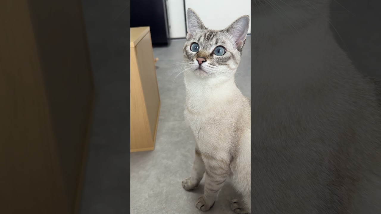 レイ「え、なになに？」　#シャムトラ #元保護猫 #シャムミックス  #cat #猫耳 #kitten  #猫耳 #siamesemix