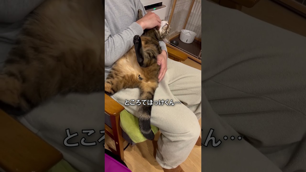 甘えん坊炸裂！【アメショのほっけ】 #猫