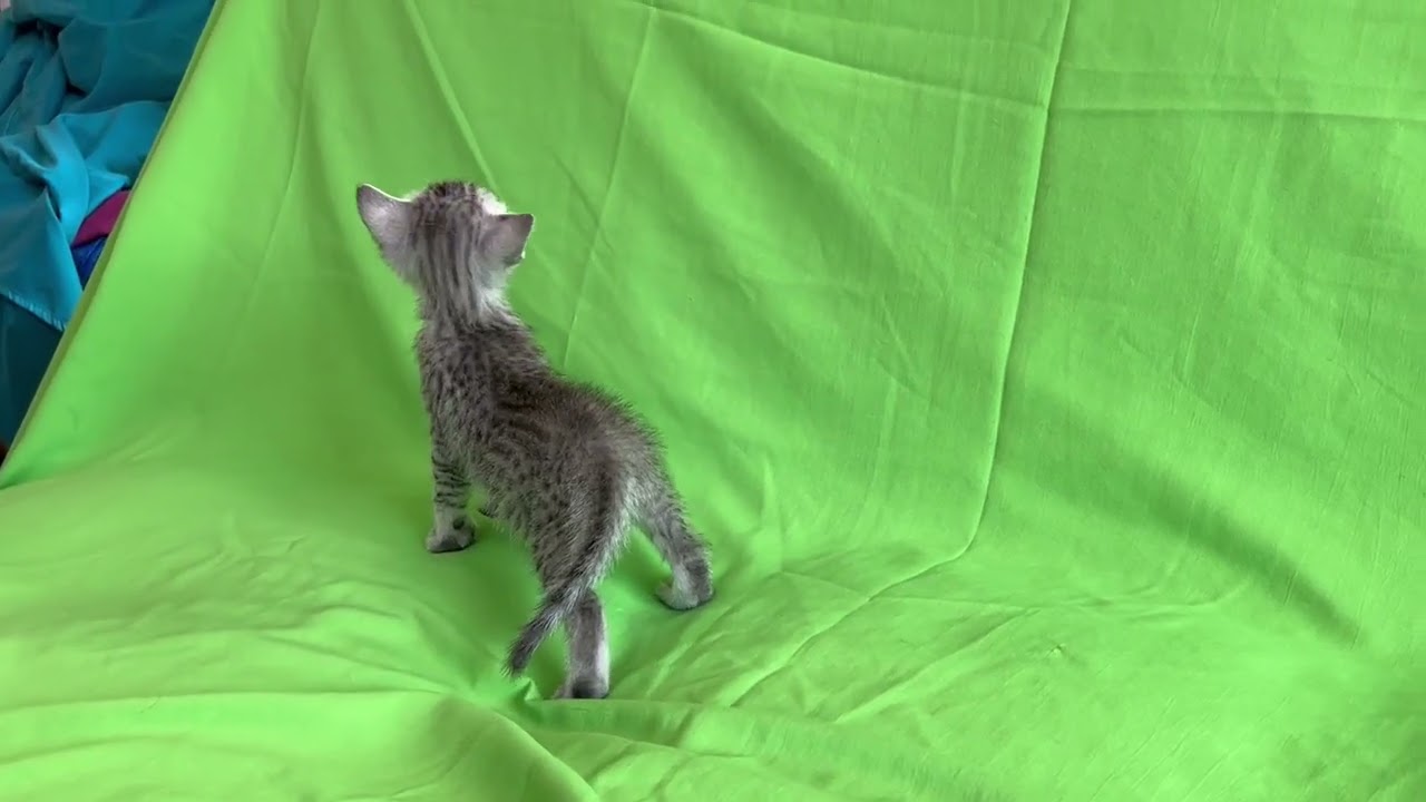 エジプシャンマウ グランドチャンピオンを父に持つ美しさ！　シルバー（ダブルコート）