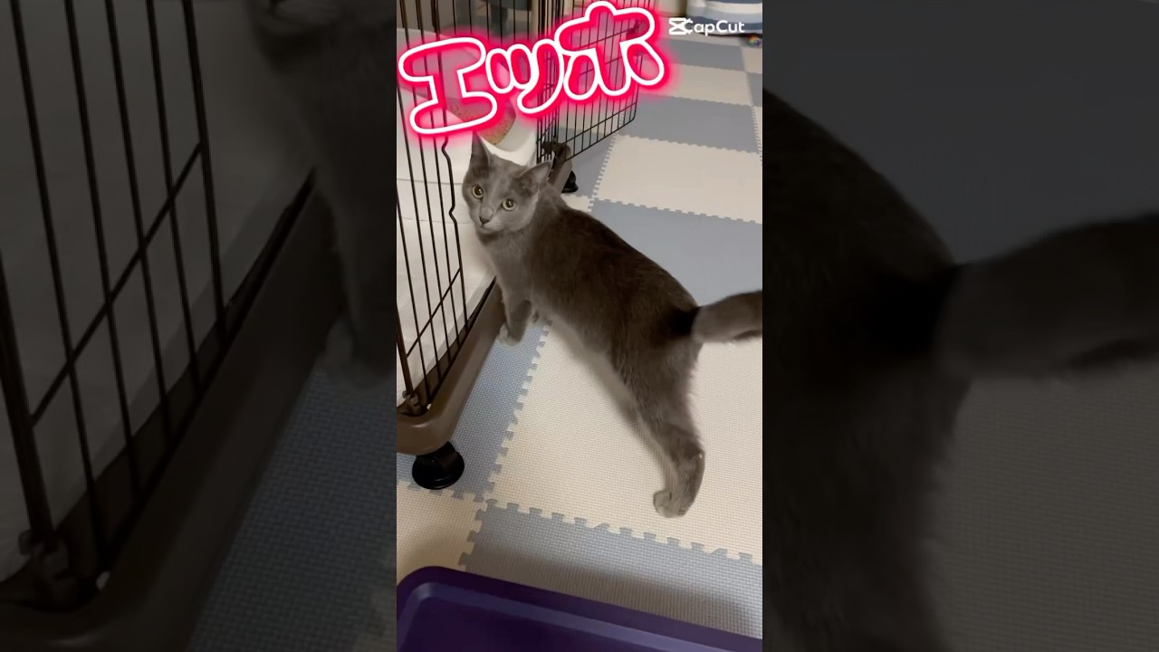 【猫ロシアンブルー】そらちゃん❤️母の日の感謝を伝えなきゃ❤️ #shorts #russianblue #ロシアンブルー #かわいい猫 #可愛い猫
