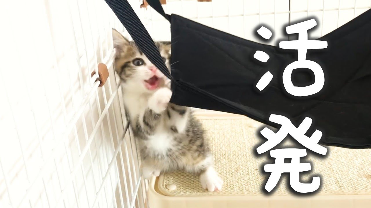 スコティッシュフォールド立ち耳の子猫！活発すぎてご飯忘れる…