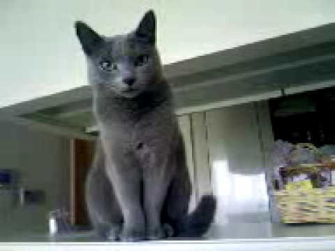 【ケータイ動画】こんくらべ~Russian Blue Cat KOHARU Demands A Snack Silently~