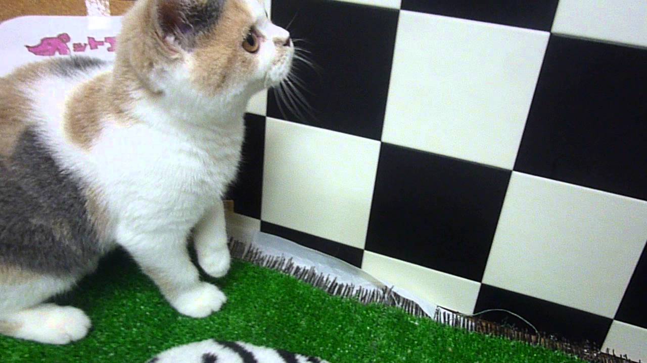 ブリティッシュショートヘアー♪女の子♪ダイリュートキャリコ♪４/９生♪