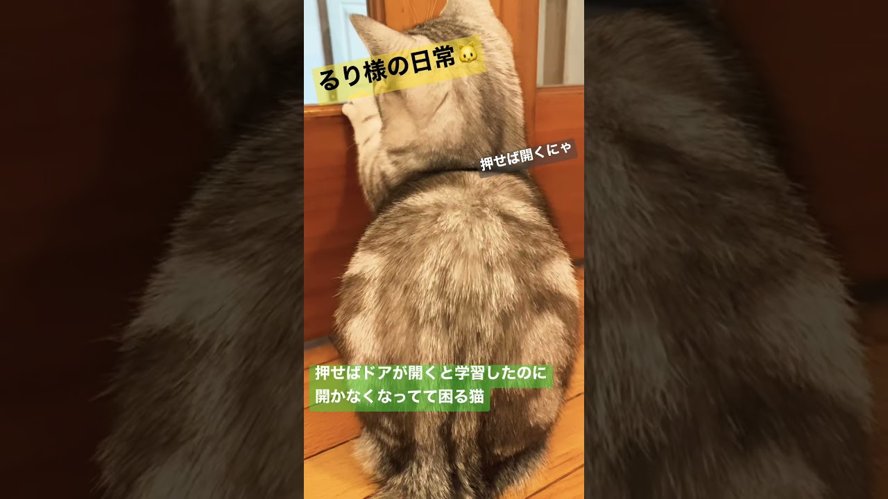 押せばドアが開くと学習したのに開かなくなってて困る猫【マンチカン】