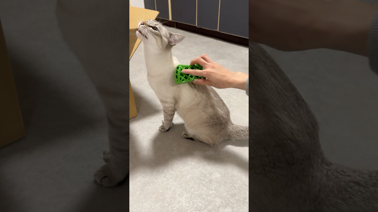 ちゃっかりブラッシングをする！　#シャムトラ #元保護猫 #シャムミックス  #cat #猫耳 #kitten  #猫耳 #siamesemix