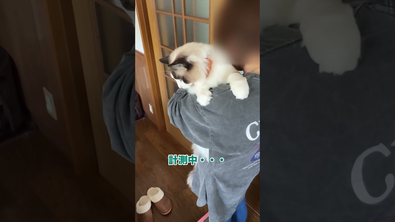 巨大化が止まらない猫　#猫 #cat #ラグドール
