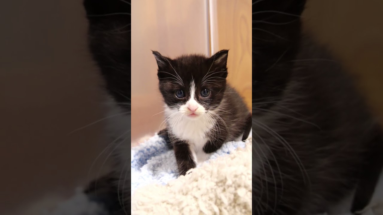 突然、コテンと眠りにつく子猫を見届ける。#gatto #kitten #子ネコ #meow