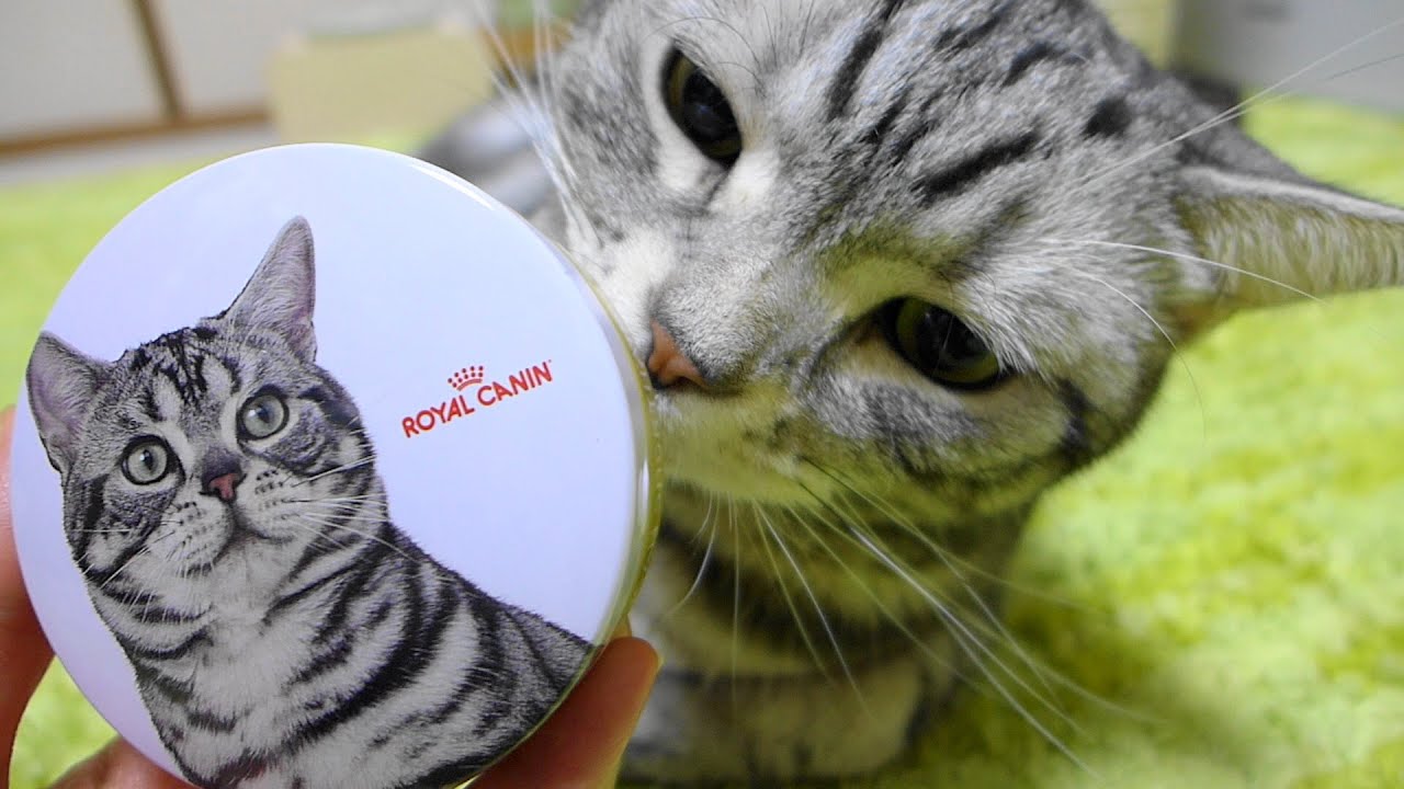 猫に新しいご飯 ロイカナ アメショー用をお試し☆