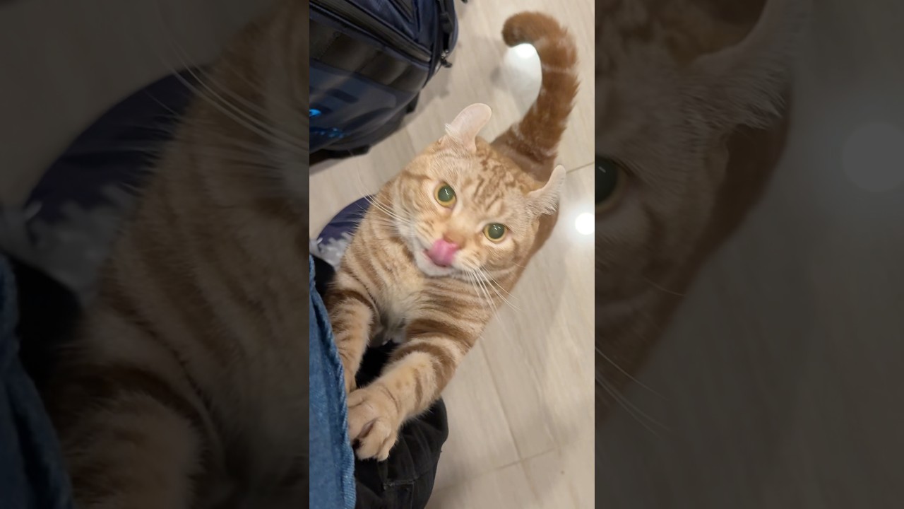 お帰りなさい猫ルイちゃん #cat #癒し動画 #アメリカンカール #おかえりなさい