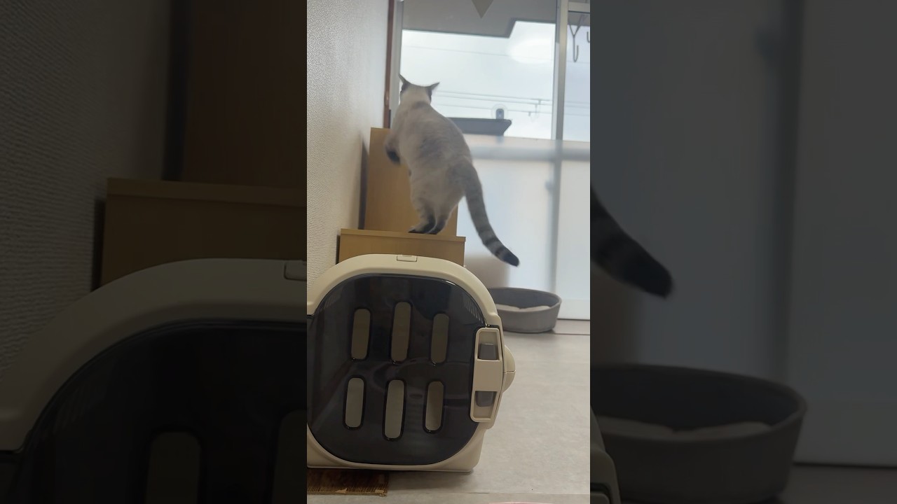 ハンモックへの行き方　#シャムトラ #元保護猫 #シャムミックス  #cat #猫耳 #kitten  #猫耳 #siamesemix