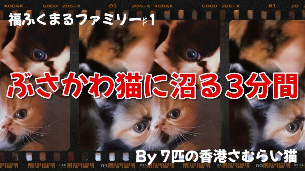 ぶさかわ猫に沼る3分間　福ふくまるファミリーby7匹の香港さむらい猫#エキゾチックショートヘア #子ネコ #cat #面白い猫 #沼る #激アツ #家族