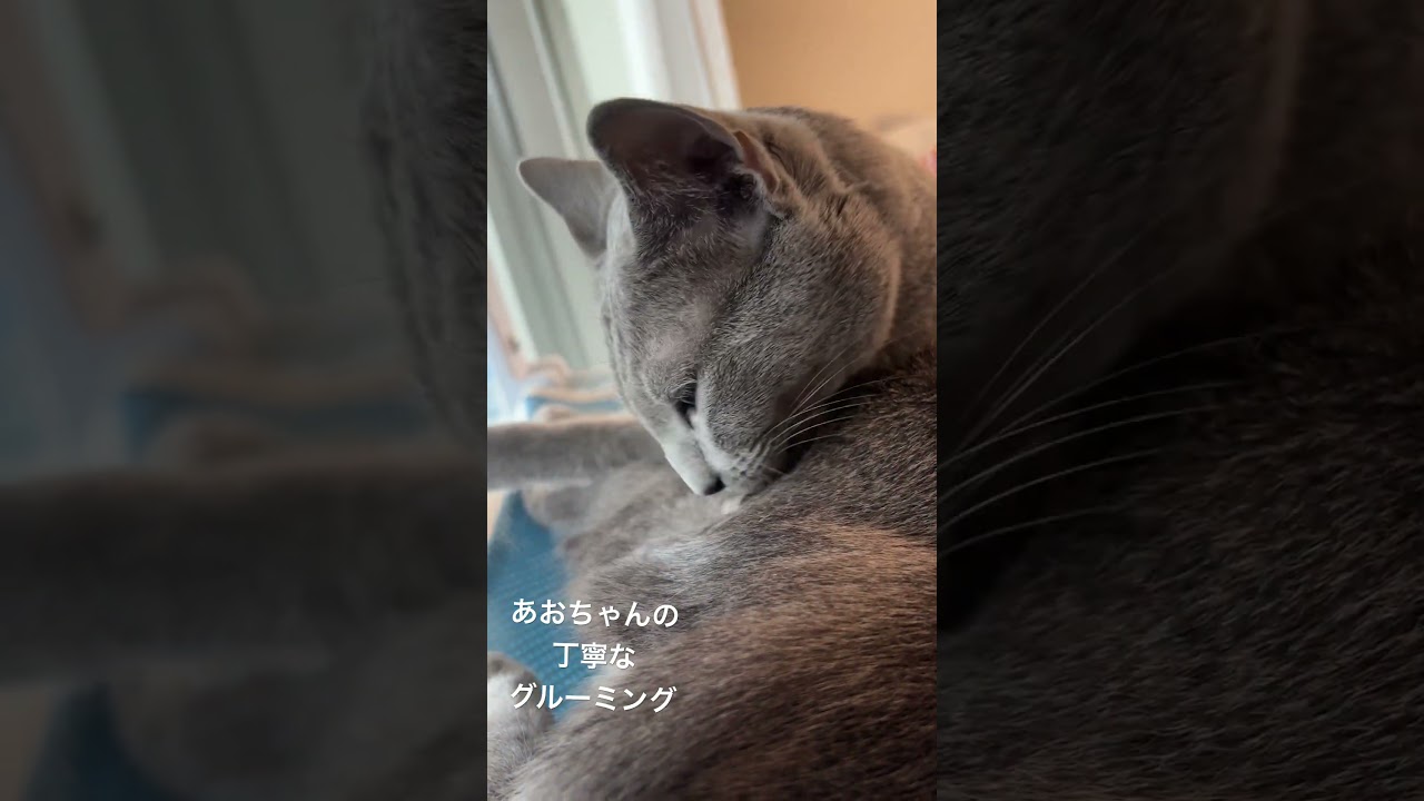 綺麗好きなあおちゃんのルーティン #あおそら #ロシアンブルー