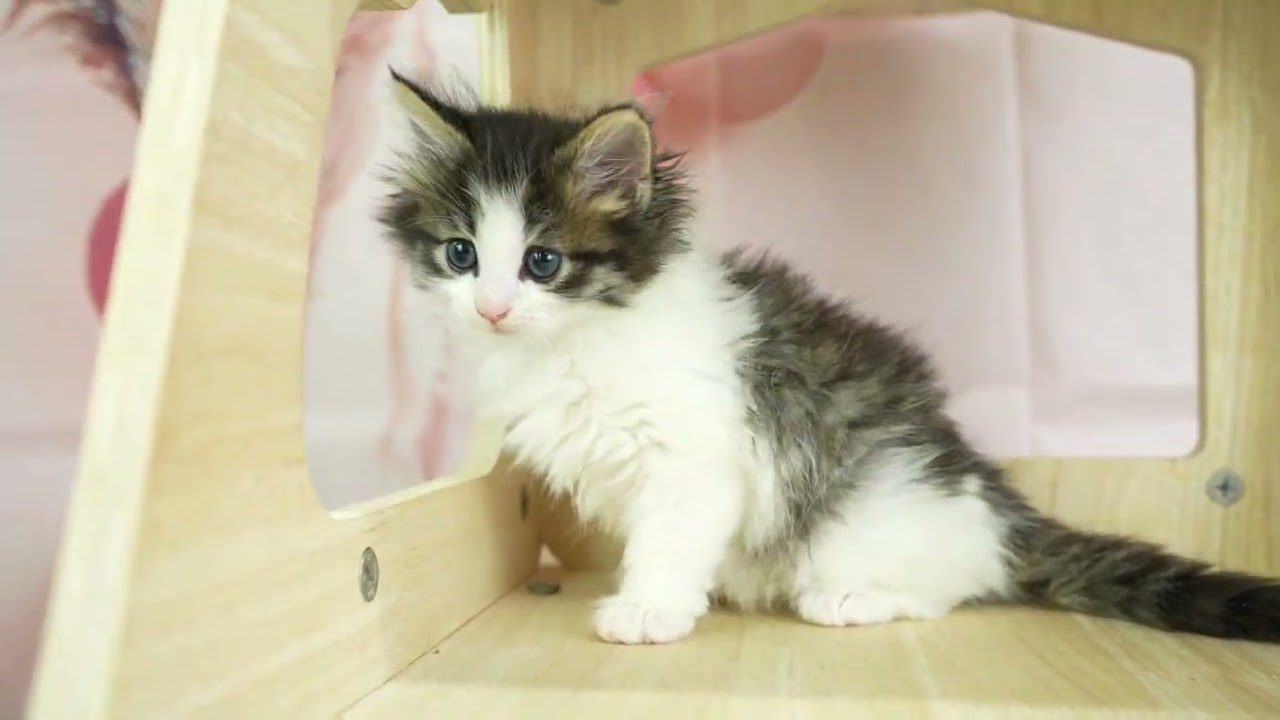 ノルウェージャンフォレストキャット 総額表示！！全て込みの価格です🐱