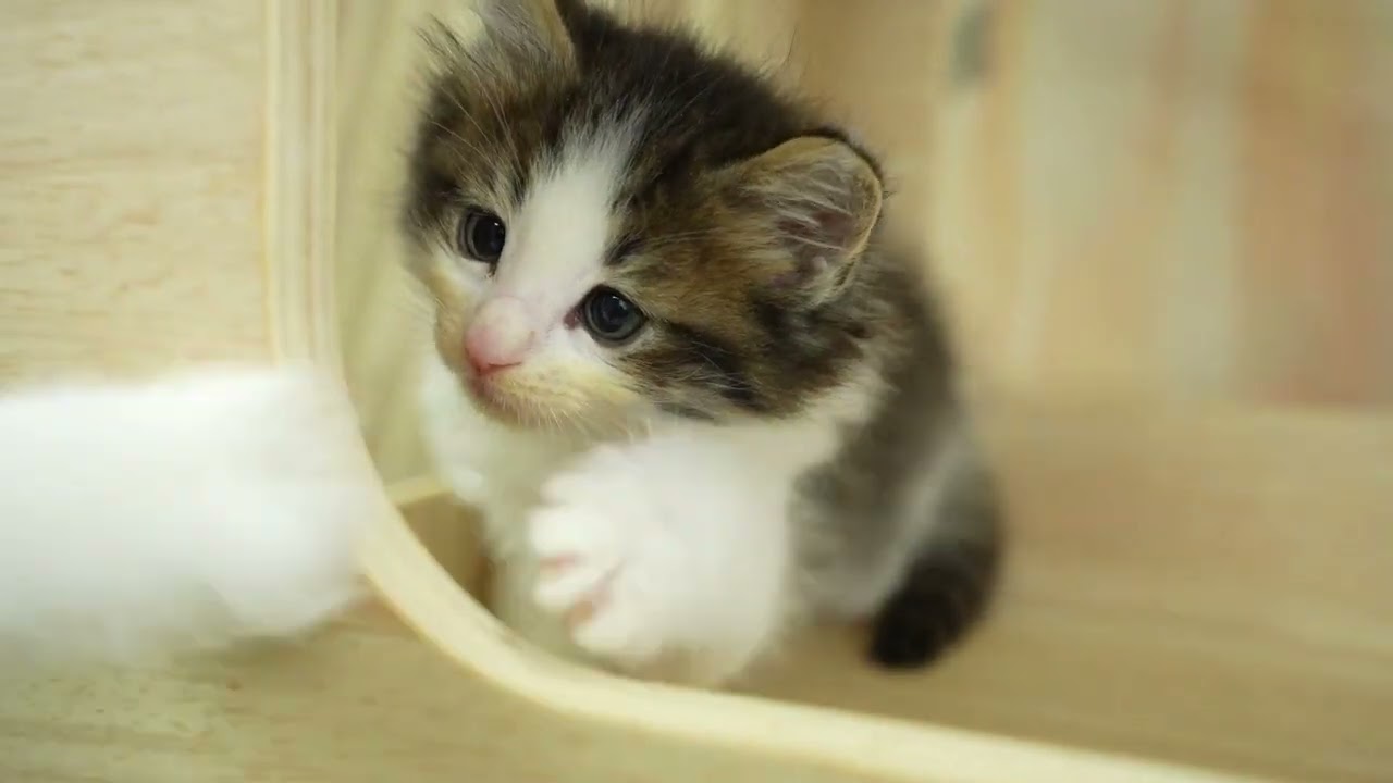 ノルウェージャンフォレストキャット 総額表示！！全て込みの価格です🐱