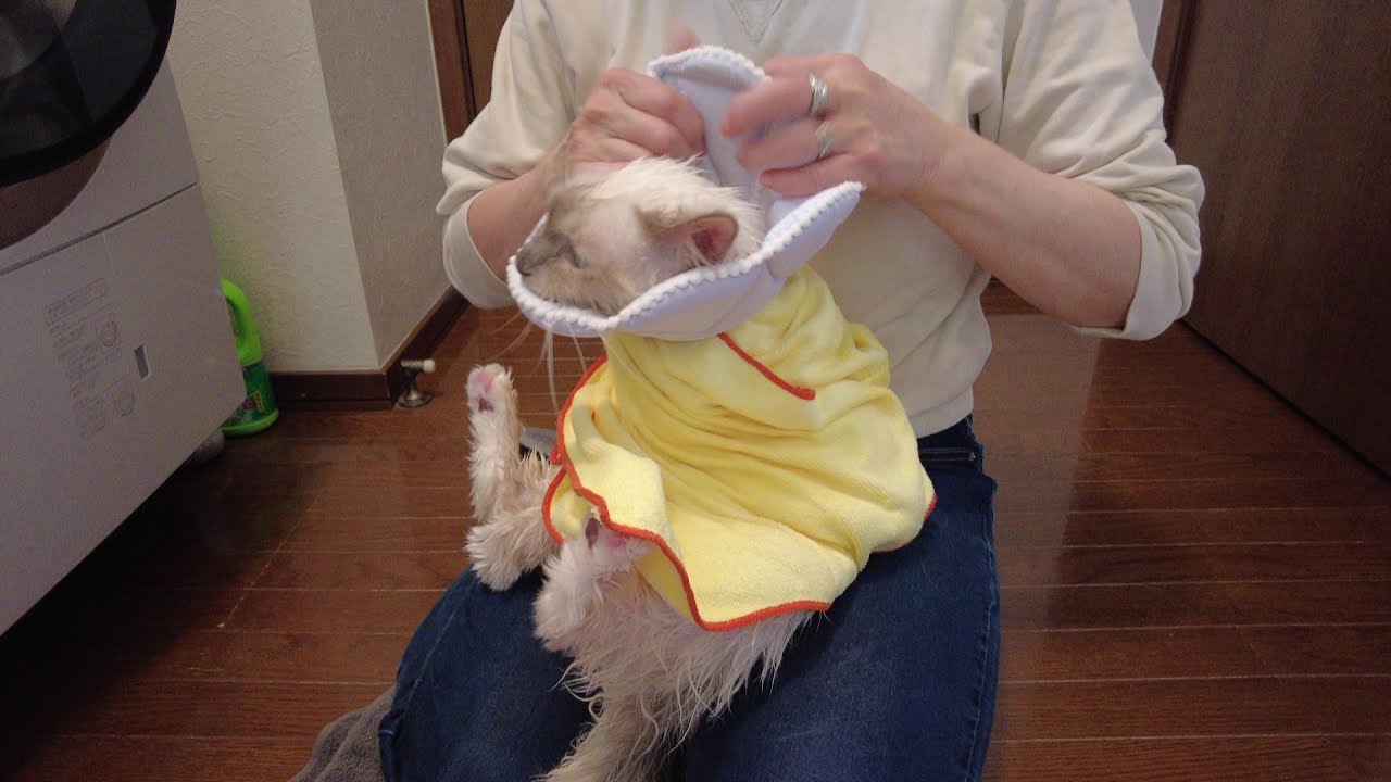 前回、初めてのシャンプーで大暴れしたバーマンのカイくん！果たして今回は？