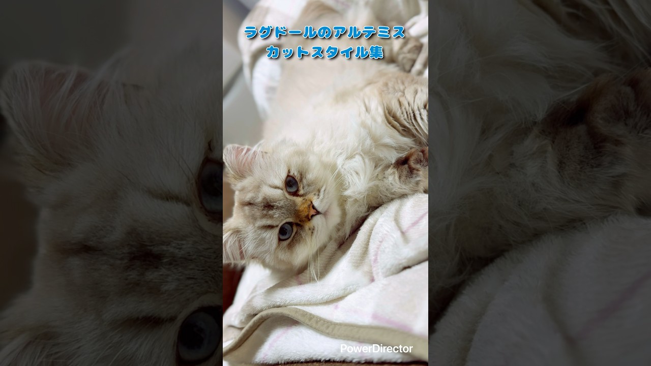ラグドールのアルテミス カットスタイル集 #shorts