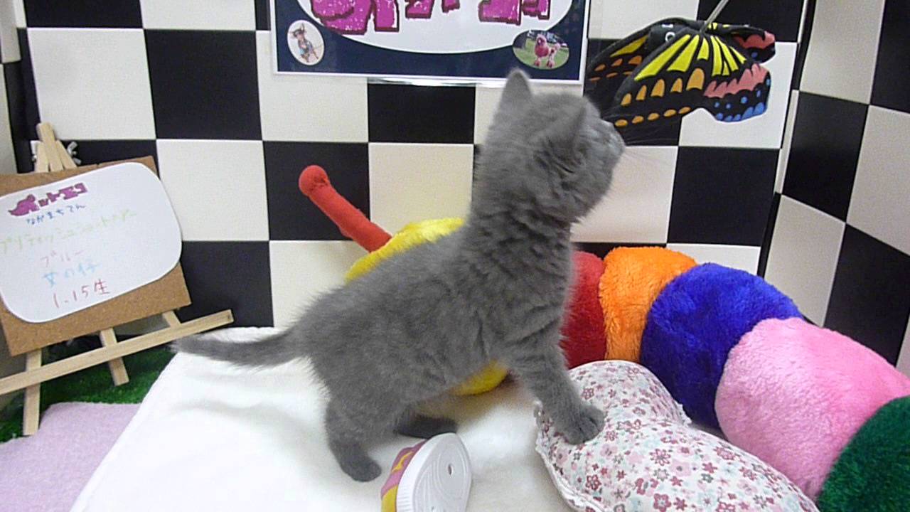 ブリティッシュショートヘアー♪女の子♪ブルー♪１/１５生♪