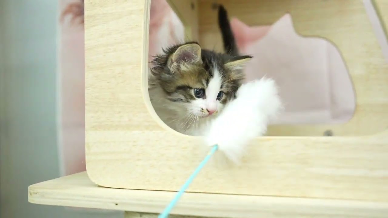 ノルウェージャンフォレストキャット 総額表示！！全て込みの価格です🐱