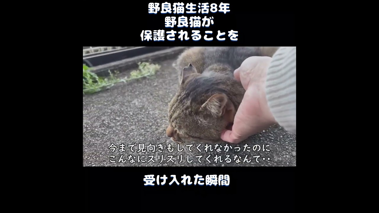 【野良猫生活8年】野良猫が保護されることを受け入れた瞬間‥＃初老夫婦とねこ #保護猫 ＃多頭飼い ＃ピースケ ＃元野良猫 ＃shorts