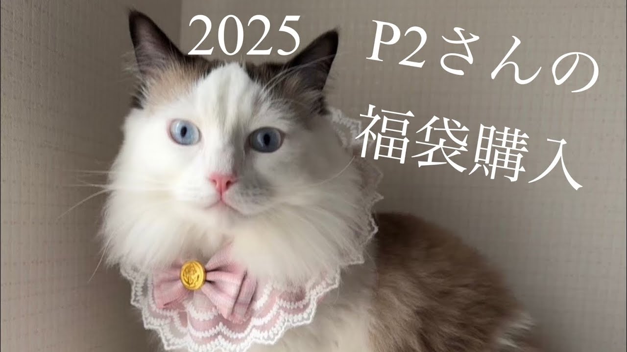 ラグドール猫さんにP2さんの福袋購入して来ました