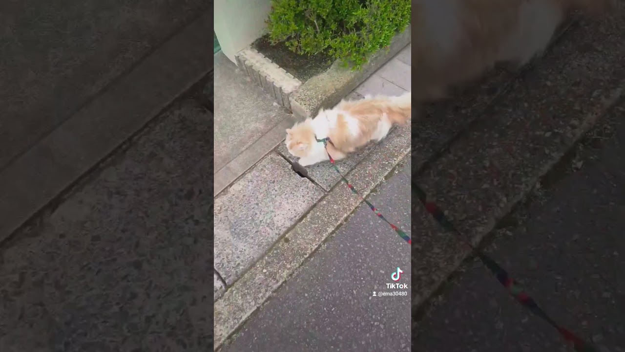 【猫のいる暮らし】#cat #ペルシャ #猫 #スコッティッシュフォールド
