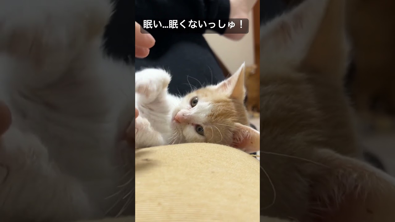 お腹の上からころりんと転がる眠たい子猫 #cat  #猫  #ねこ  #保護猫 #cute #猫のいる暮らし #こねこ #shorts