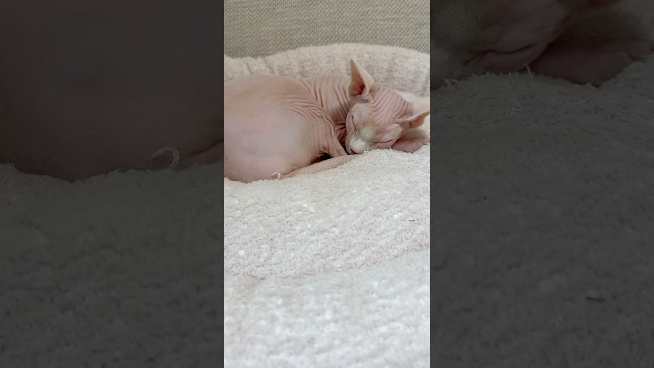 なんで可愛い生き物なんだ！この毛のない猫は【スフィンクス】