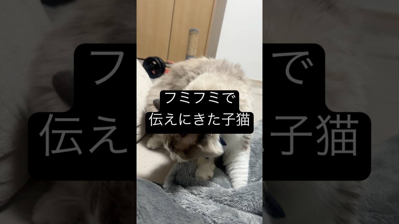 肉球を感じました🐱#cat #子ネコ #ラグドール #ネコ #猫のいる暮らし