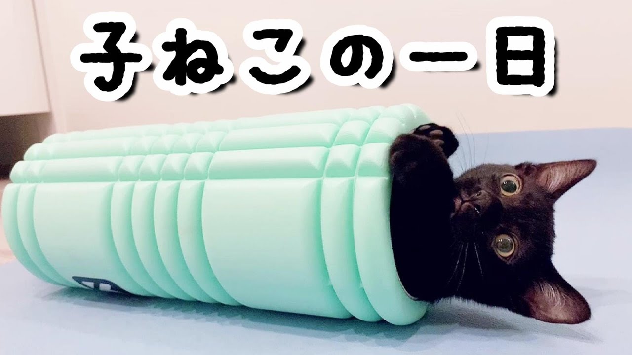 やんちゃで甘えん坊なボンベイの子猫の一日