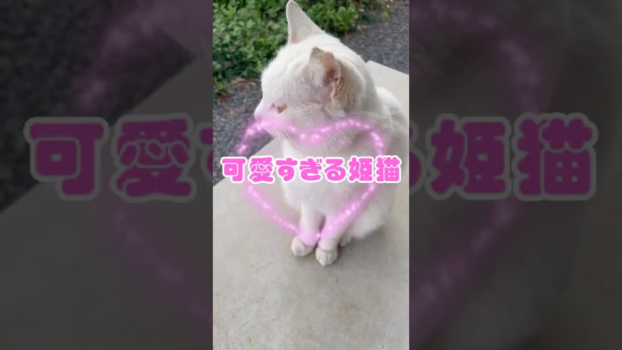 可愛すぎる白雪姫のような猫#shorts  #保護子猫 #ネコ #ねこ #子ネコ #三毛猫 #三毛猫家族 #保護猫 #三毛猫親子 #猫のいる暮らし #兄弟猫