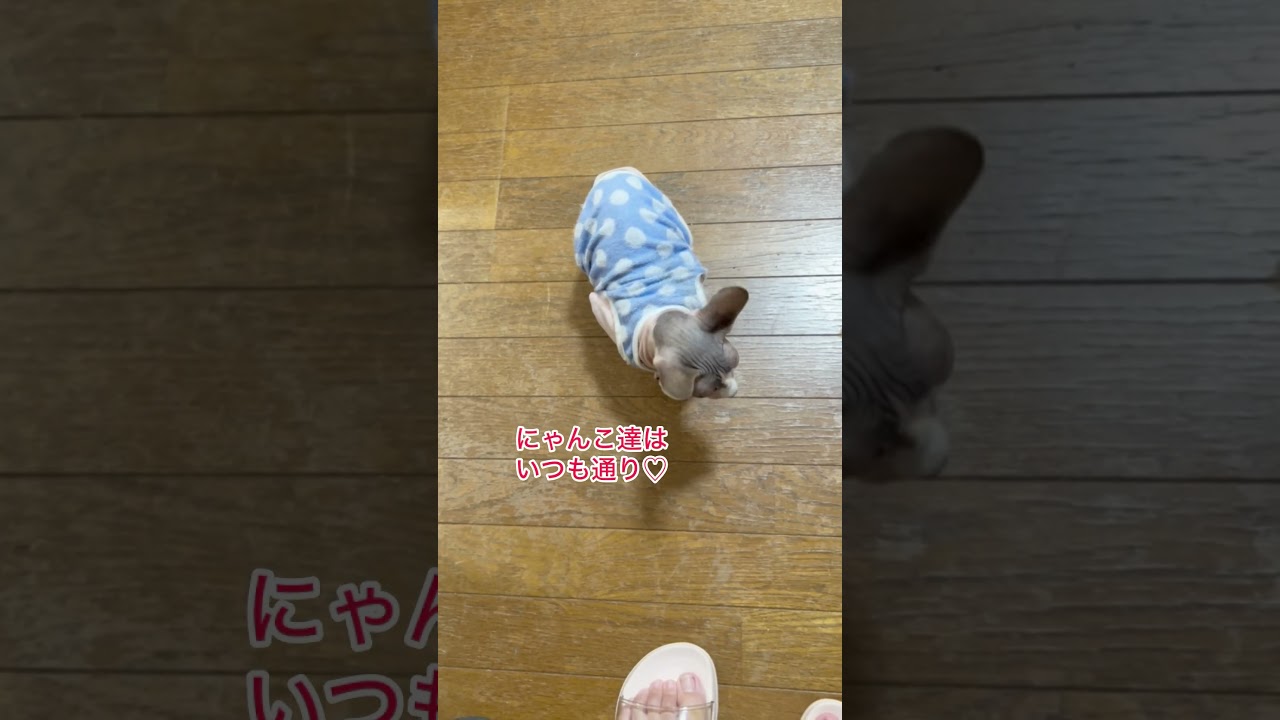 動物取扱業の登録更新#shorts #スフィンクス #sphynx #スフィンクス猫
