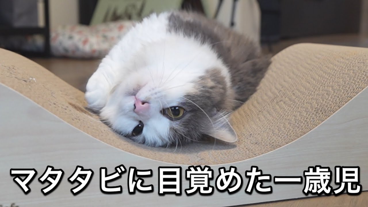 酔っ払ったシャコタンボディ（短足）