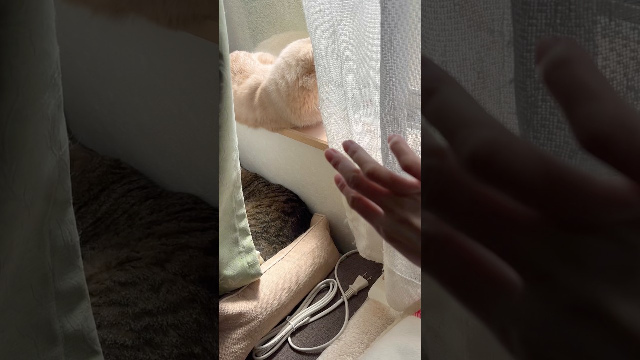 日向ぼっこして寝てたみたい#shorts #猫#ソマリ#キジトラ