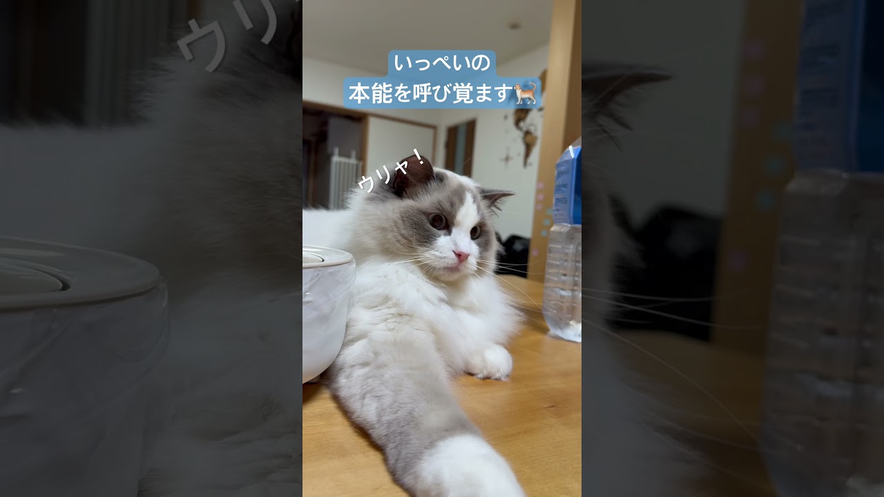 動く物で猫の本能を呼び覚ます🐈#ラグドール #猫好きさんと繋がりたい #いっぺいdialy #猫のいる暮らし