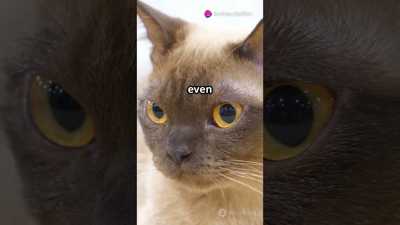 Top5 Cat Breeds for First Time Owners#getmoresubscribers#animallovers #catlovers#youtubegrowth#pets