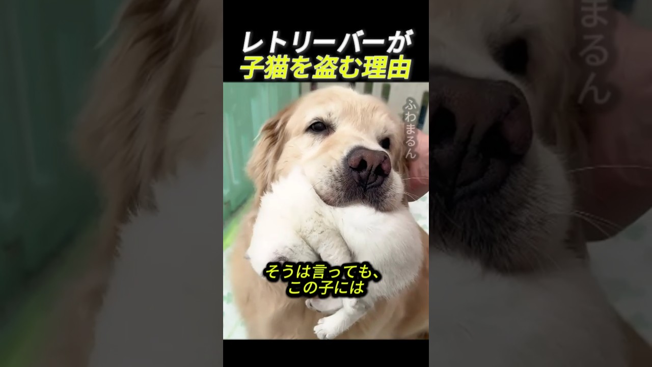 レトリーバーが子猫を盗む理由      #動物 #犬 #猫 #子猫 #ゴールデンレトリバー #子犬 #かわいい