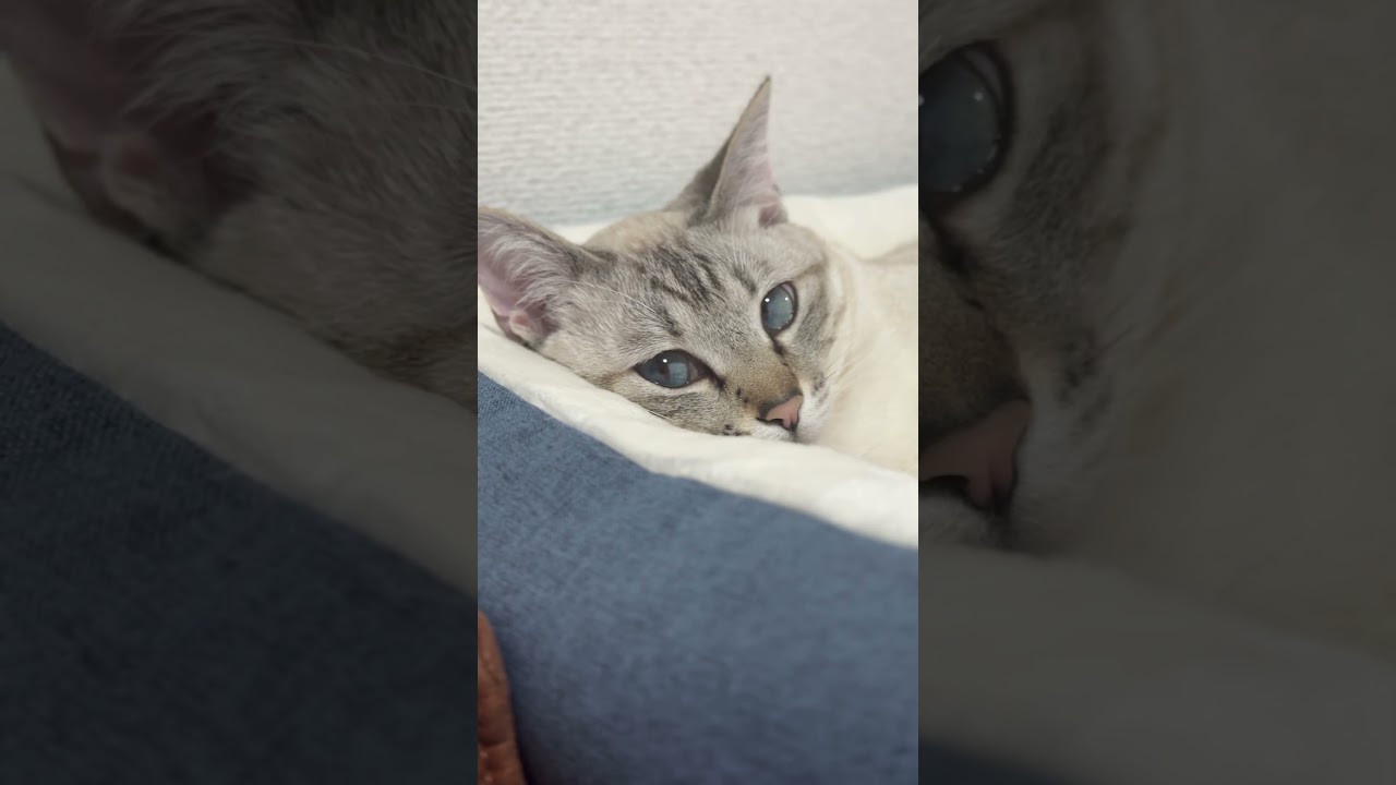 眠い時の瞳が綺麗なレイ　#シャムトラ #元保護猫 #シャムミックス  #cat #猫耳 #kitten  #猫耳 #siamesemix