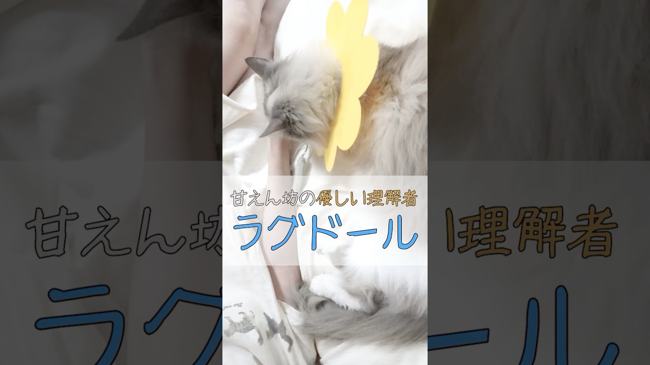 知らなきゃ損！ラグドールの性格5つだけ教えます