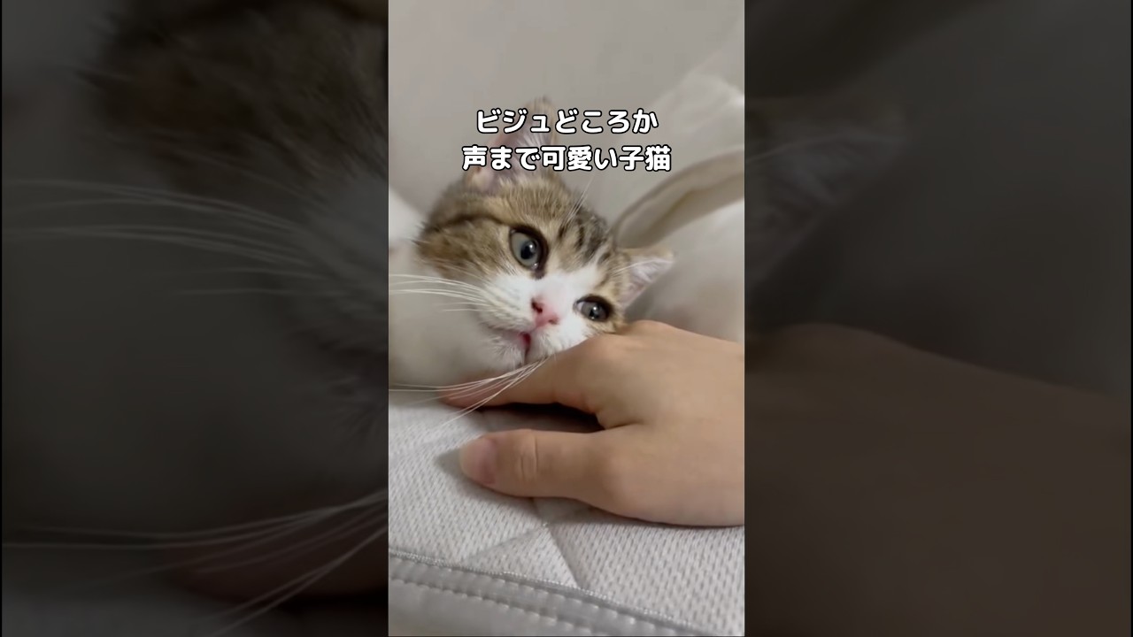 猫ってなんでこんなに尊いフォルムをしているんだ？ #子猫 #マンチカン #マンチカン短足 #shorts
