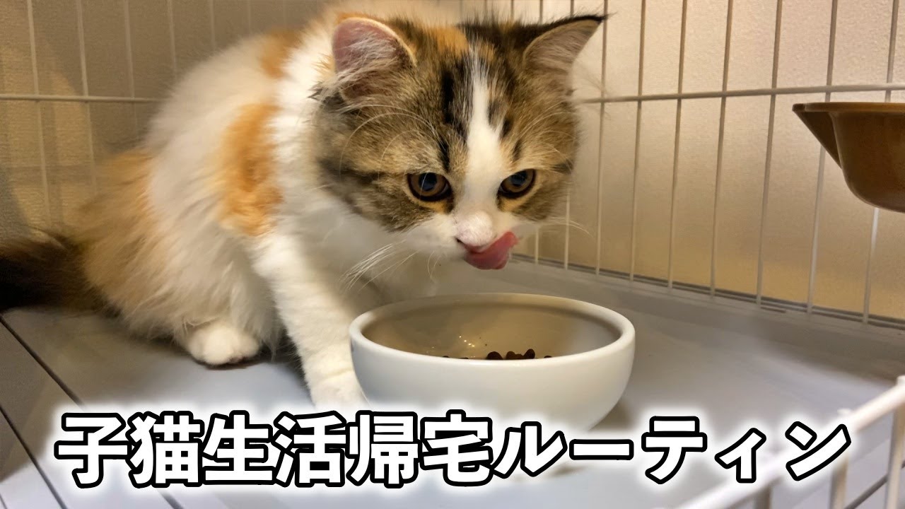 【スコティッシュ】子猫を飼ったサラリーマンの帰宅ルーティン