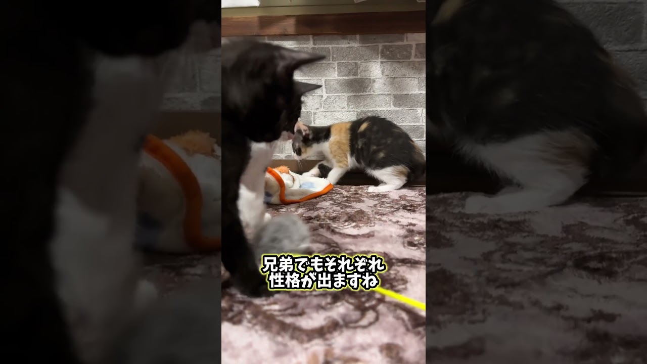 初めての猫じゃらし #shorts #子猫 #猫