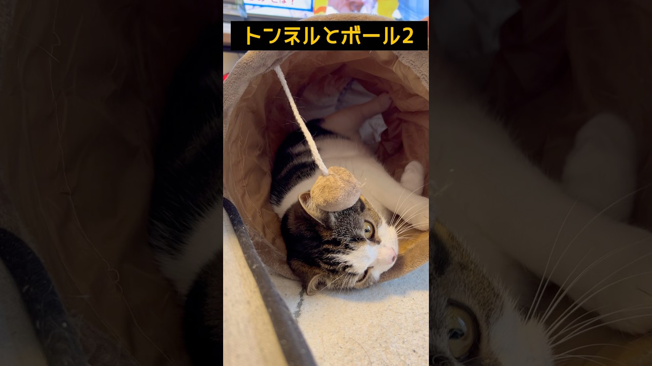疲れたのかしら#猫 #cat #元気になる動画 #元気お届け #ねこ動画 #ねこ #猫のいる暮らし