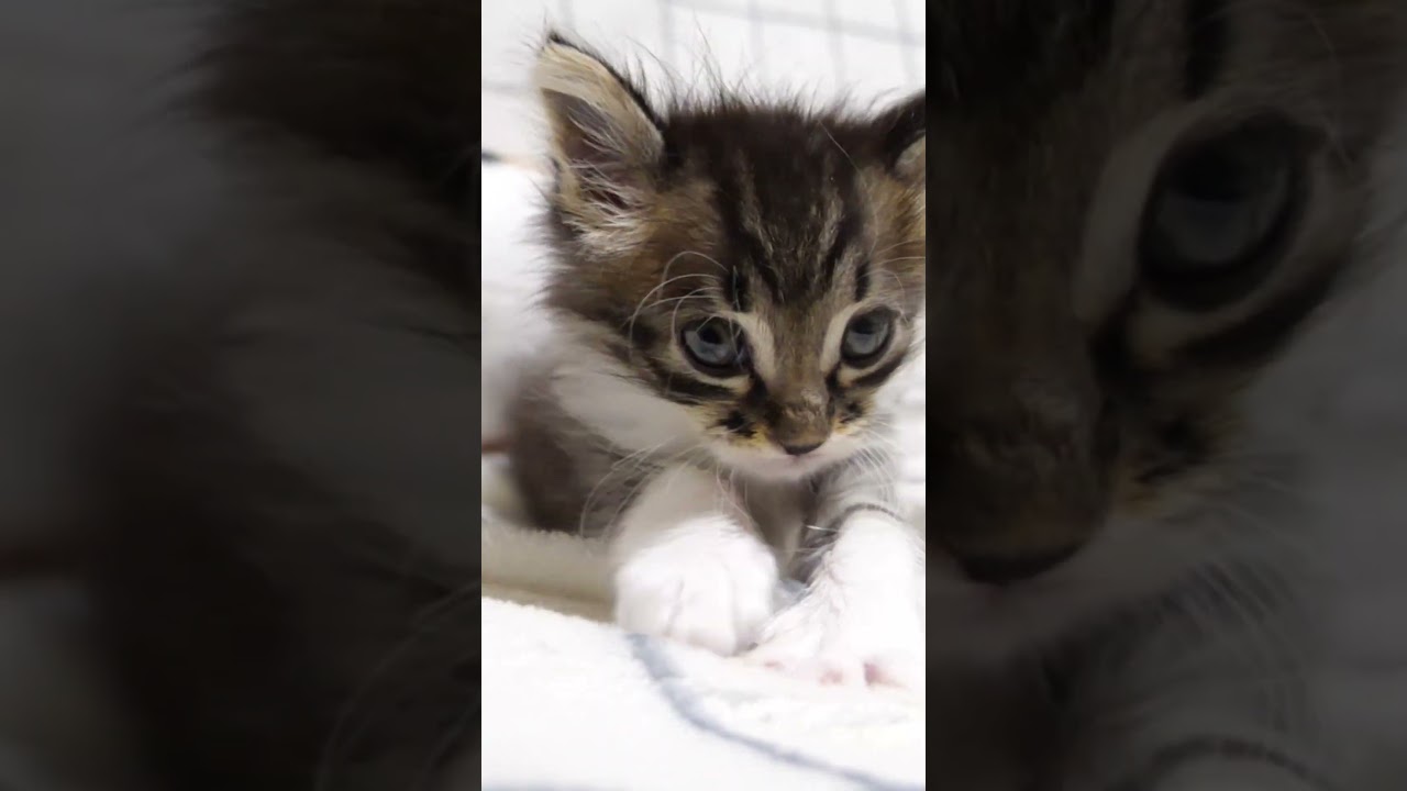 ママを見つけた子猫がヨチヨチ歩きでママの元へ【赤ちゃん猫　保護猫】 #gatto #kitten #子ネコ #cat #meow