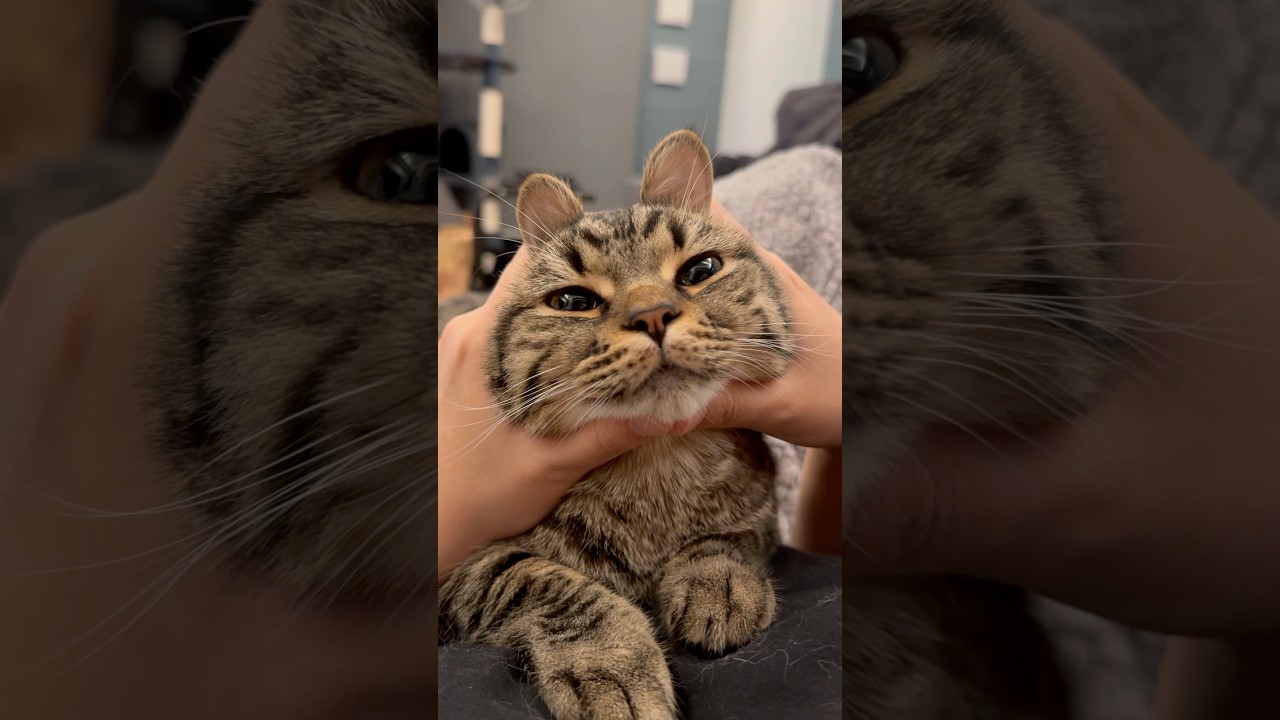 うさ耳の猫が尊すぎる... #shorts #猫 #cat