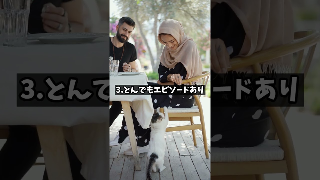 実はヤバすぎる猫？！「キジトラ」知られざる真実5  #ねこたんの解説 #猫のいる暮らし #猫  #猫好きさんと繋がりたい
