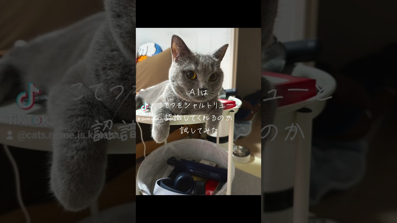 こてつの猫種はシャルトリュー