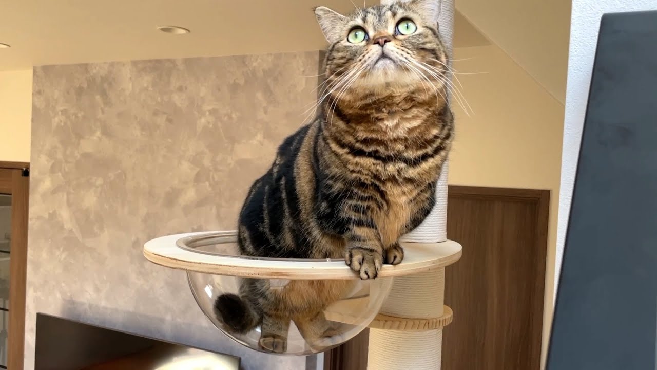 高台からのニャルソックが捗る猫